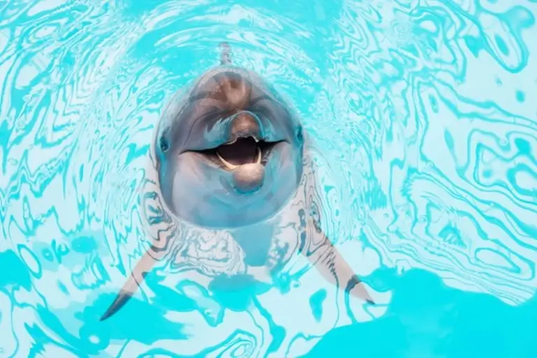 Aqualand-Dolphinland