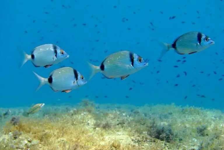 antalya-dental-travel-Go-Diving