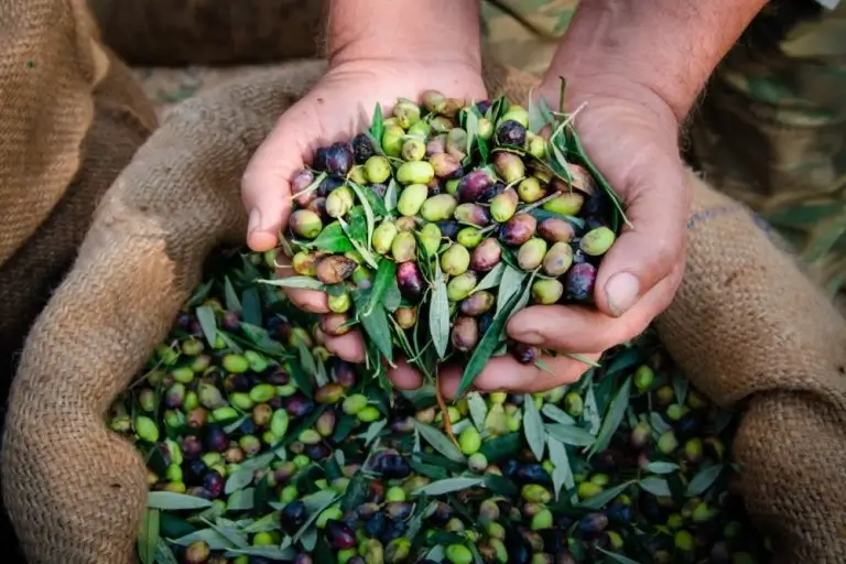antalya-dental-travel-Olive-Oil