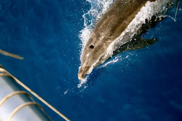 antalya-dental-travel-dolphin-island